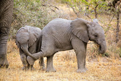 Playful baby African elephants (Loxodonta africana), South Africa