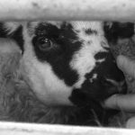 Giosetta transported in Italy at 15. March 2016 Foto: © Animals‘ Angels, www.animalmemorial.org 