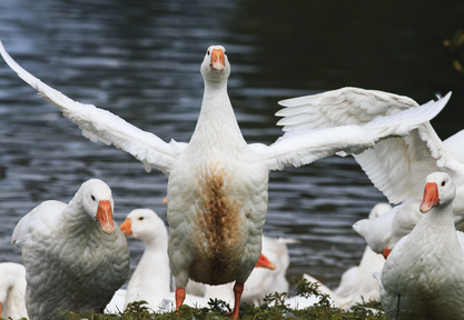funny white goose stands its wings