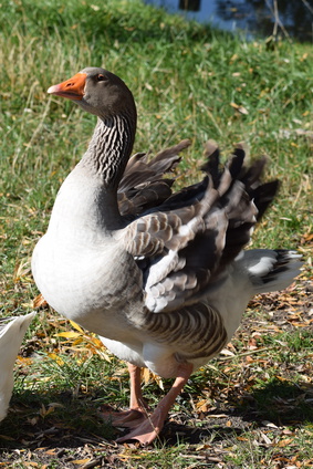 Domestic goose with ruffled feathers